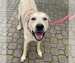 Small #35 Anatolian Shepherd Mix