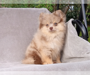 Pomeranian Puppy for sale in WEST PALM BEACH, FL, USA