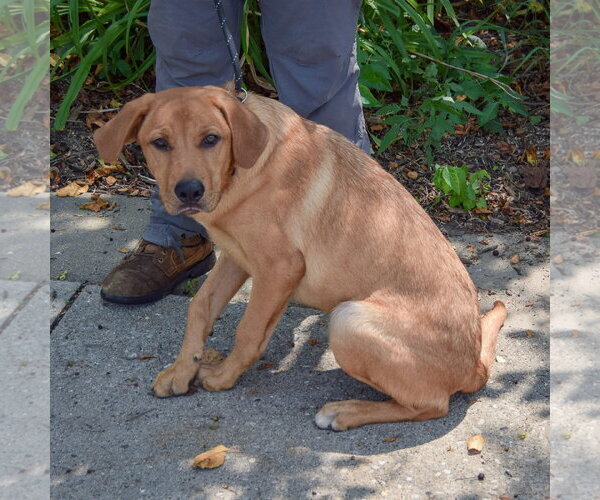 Medium Photo #4 Golden Labrador Puppy For Sale in Huntley, IL, USA