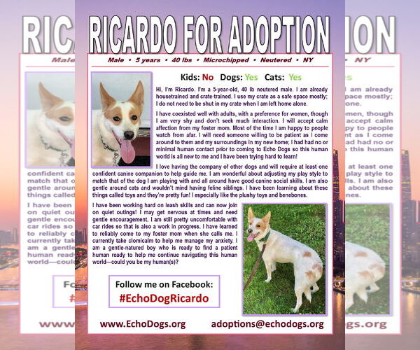 Medium Photo #3 Unknown-white german shepherd Mix Puppy For Sale in Hoffman Estates, IL, USA