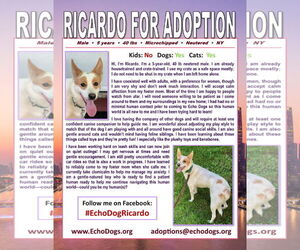 Ricardo - Male Unknown-white german shepherd Mix Dog for Adoption - Photo #3
