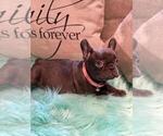 Puppy 1 French Bulldog