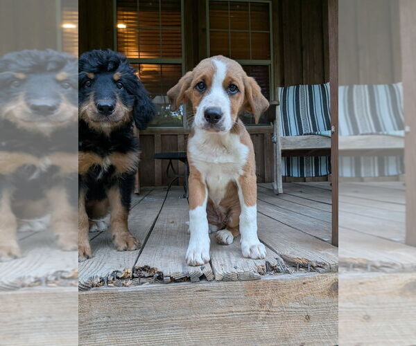 Medium Photo #3 Bernese Mountain Dog-Unknown Mix Puppy For Sale in Vail, AZ, USA