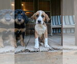 Small #2 Bernese Mountain Dog Mix