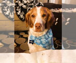 Small Brittany