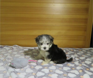 Morkie Puppy for Sale in COOKEVILLE, Tennessee USA