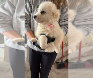 Great Pyrenees-Unknown Mix Dogs for adoption in Calgary, Alberta, Canada
