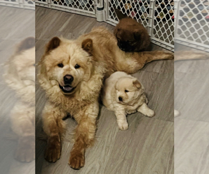 Father of the Chow Chow puppies born on 12/05/2022