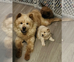 Small Photo #1 Chow Chow Puppy For Sale in PHOENIX, AZ, USA