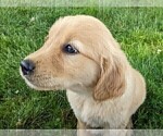 Small Photo #8 Golden Retriever Puppy For Sale in WOOSTER, OH, USA