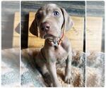 Small Photo #4 Weimaraner Puppy For Sale in PORTER, MN, USA