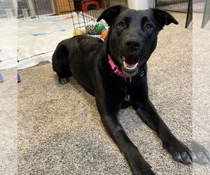 Pointer Mix Dog for Adoption in Fargo, North Dakota USA