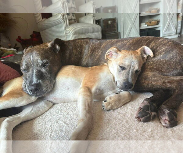 Medium Photo #12 Mutt Puppy For Sale in MECHANICSBURG, PA, USA