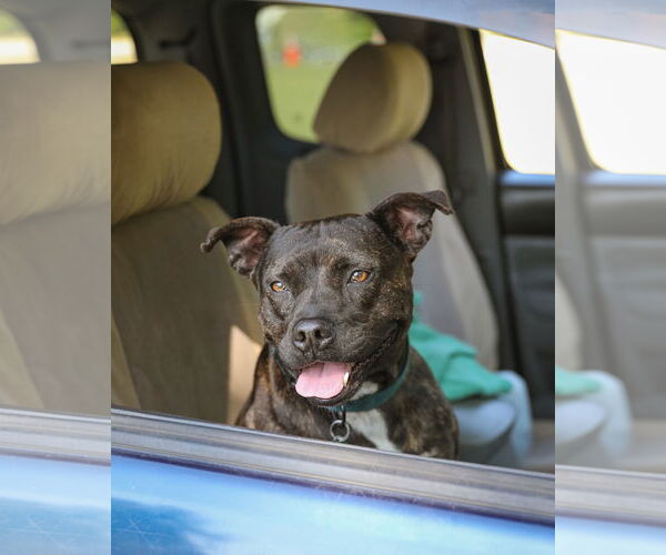 Medium Photo #9 Mutt Puppy For Sale in  Gainesville, FL, USA