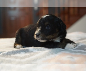Bernedoodle Puppy for sale in DUNDEE, OH, USA