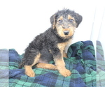 Small #6 Airedale Terrier