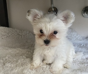 Maltipoo Puppy for Sale in LYNNWOOD, Washington USA