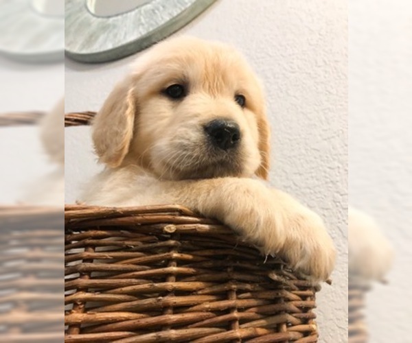 Medium Photo #31 Golden Retriever Puppy For Sale in PRYOR, OK, USA