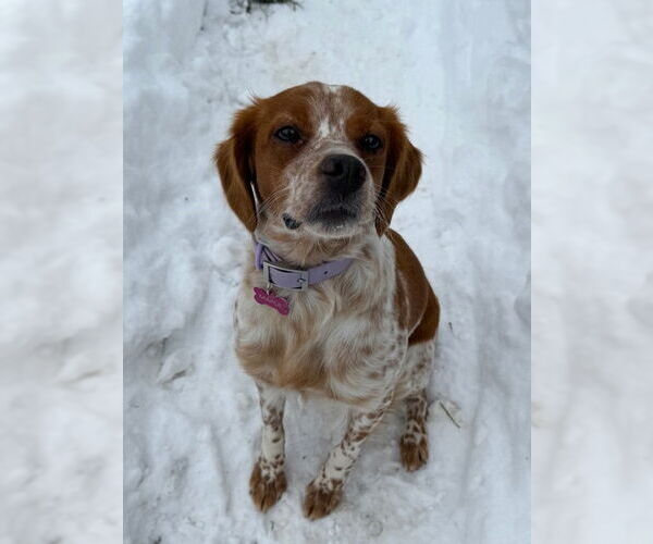 Medium Photo #3 - Mix Puppy For Sale in Curwensville, PA, USA