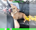 Small #3 American Bulldog