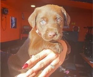 Labrador Retriever Puppy for sale in STOCKTON, CA, USA