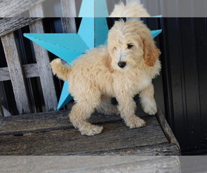 Goldendoodle Puppy for sale in BLOOMINGTON, IN, USA