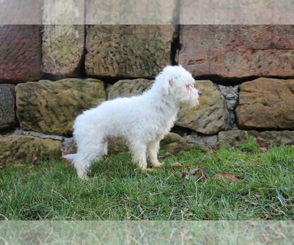 Medium Photo #1 Maltese Puppy For Sale in BALTIC, OH, USA