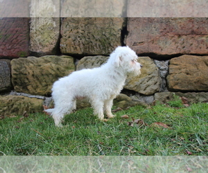 Mother of the Maltese puppies born on 02/10/2025