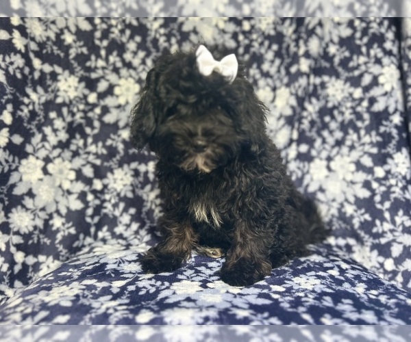 Medium Photo #4 ShihPoo Puppy For Sale in LAKELAND, FL, USA