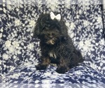 Small #3 ShihPoo