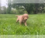 Small Photo #5 Poodle (Standard) Puppy For Sale in BROWNSBURG, IN, USA