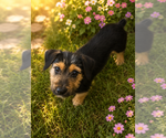 Small #2 Yorkshire Terrier