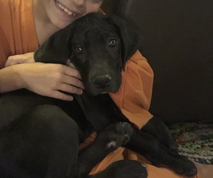 Great Dane Puppy for sale in MONTGOMERY, TX, USA