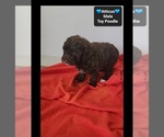 Atticus - Male Poodle (Toy) Puppy for Sale - Photo #2