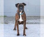 Small Photo #1 Boxer Puppy For Sale in GORDONVILLE, PA, USA
