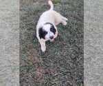 Small #2 Great Bernese