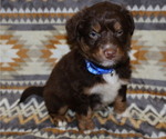 Puppy Rocket Miniature Australian Shepherd