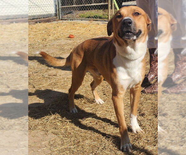 Medium Photo #4 Black Mouth Cur-Labrador Retriever Mix Puppy For Sale in Wetumpka, AL, USA
