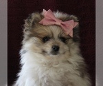 Small Photo #8 Pomeranian Puppy For Sale in BLUFORD, IL, USA