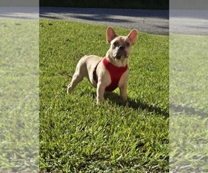 French Bulldog Puppy for sale in NORTH PORT, FL, USA