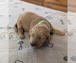 Small #1 Goldendoodle