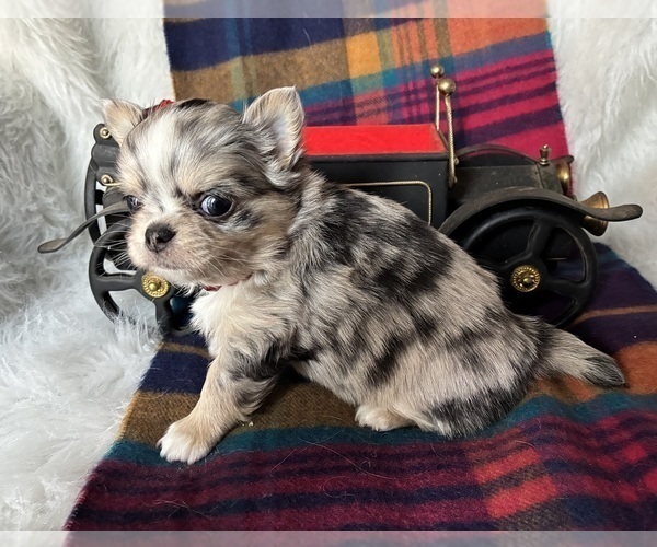 Medium Photo #2 Chihuahua Puppy For Sale in NEWVILLE, PA, USA