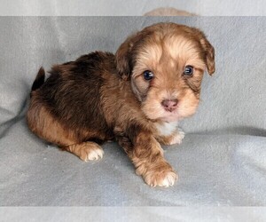 Miniature Labradoodle Puppy for sale in SYRACUSE, IN, USA