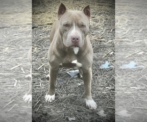 Mother of the American Bully puppies born on 05/27/2022