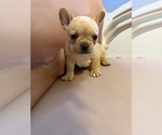 Small #4 French Bulldog