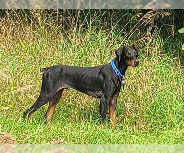 Medium Photo #2 Doberman Pinscher Puppy For Sale in Minneaoplis, MN, USA