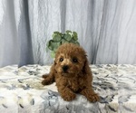Small #7 Poodle (Miniature)