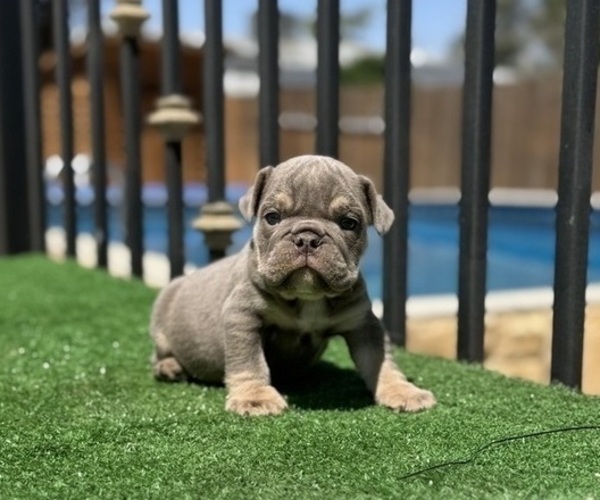 Medium Photo #1 English Bulldog Puppy For Sale in PHOENIX, AZ, USA