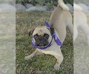 Pug Dogs for adoption in Dana Point, CA, USA