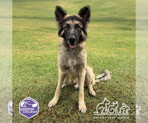 German Shepherd Dog Dogs for adoption in Irvine, CA, USA